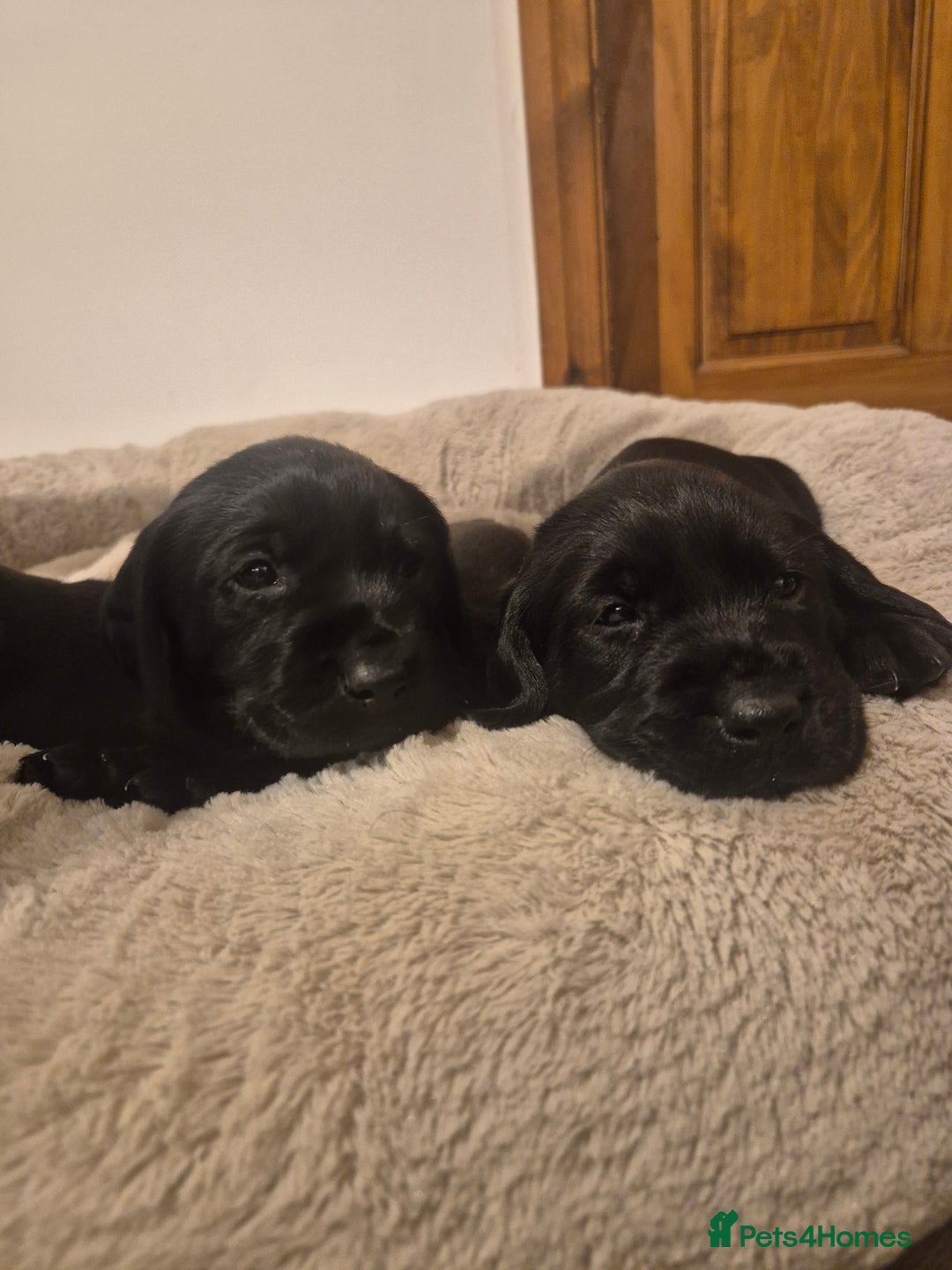 Mixed Breed dogs for sale: Chunky Lab X Pointer pups - Advert 5