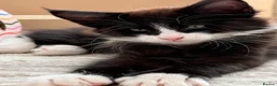 Mixed Breed cats for sale: Half Maine Coon Kittens - Beautiful Pair 🐾 - Advert 17