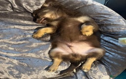 Chihuahua dogs for sale: LAST LITTLE BOY - long coat  READY NOW - Image 4