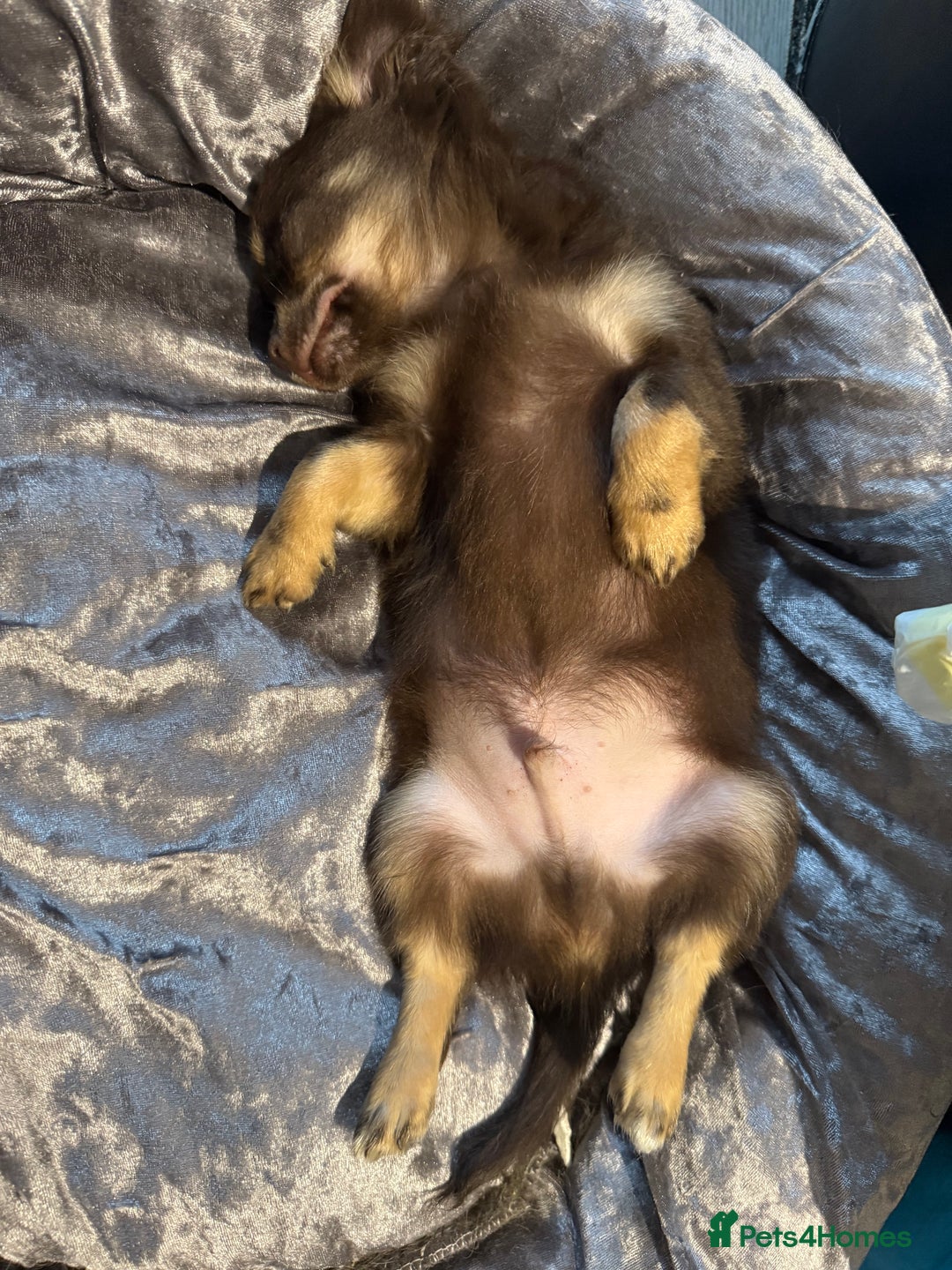 Chihuahua dogs for sale: LAST LITTLE BOY - long coat  READY NOW - Image 4