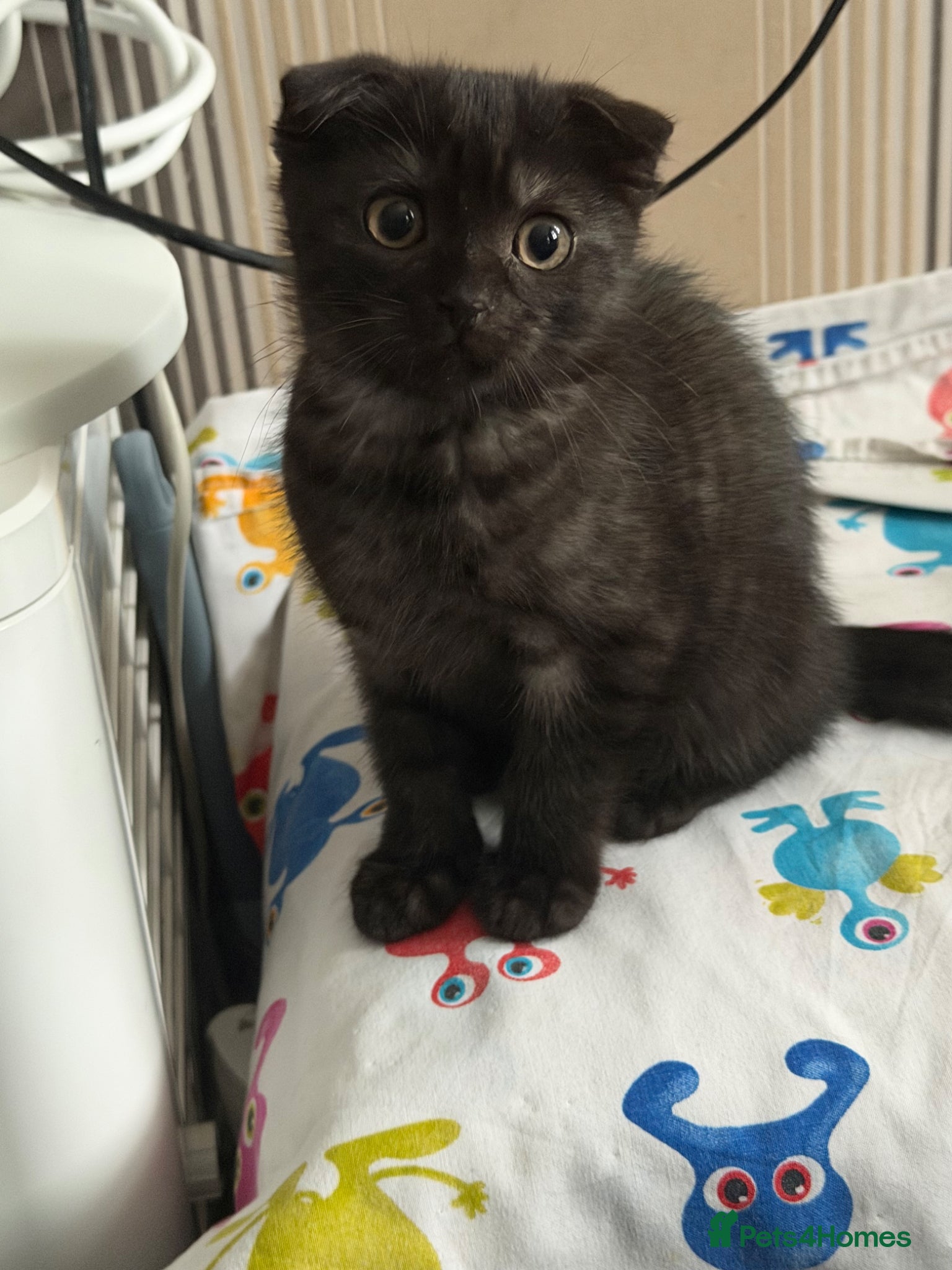 Scottish Fold cats for sale: Cosmo Male Kitten - Advert 4