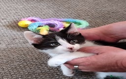 British Shorthair cats for sale: 1 gorgeous loving kitten left! - Image 4