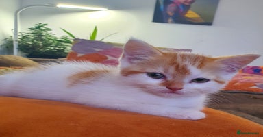 Mixed Breed cats - Advert 6