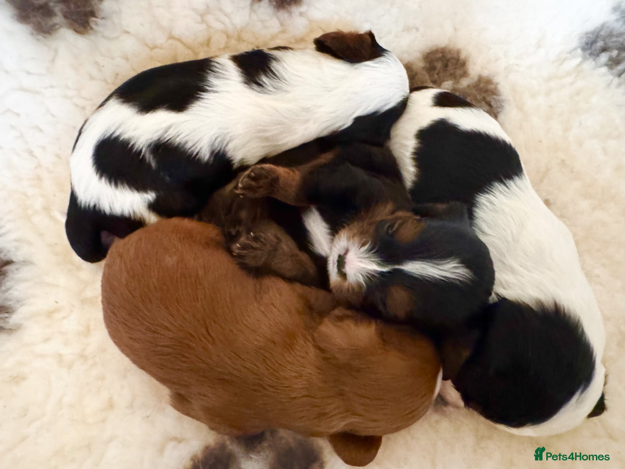 Cavalier King Charles Spaniel dogs KC reg.⭐️ Chocolate carrier⭐️DNA tested COI 0.2!⭐️ - Advert 11