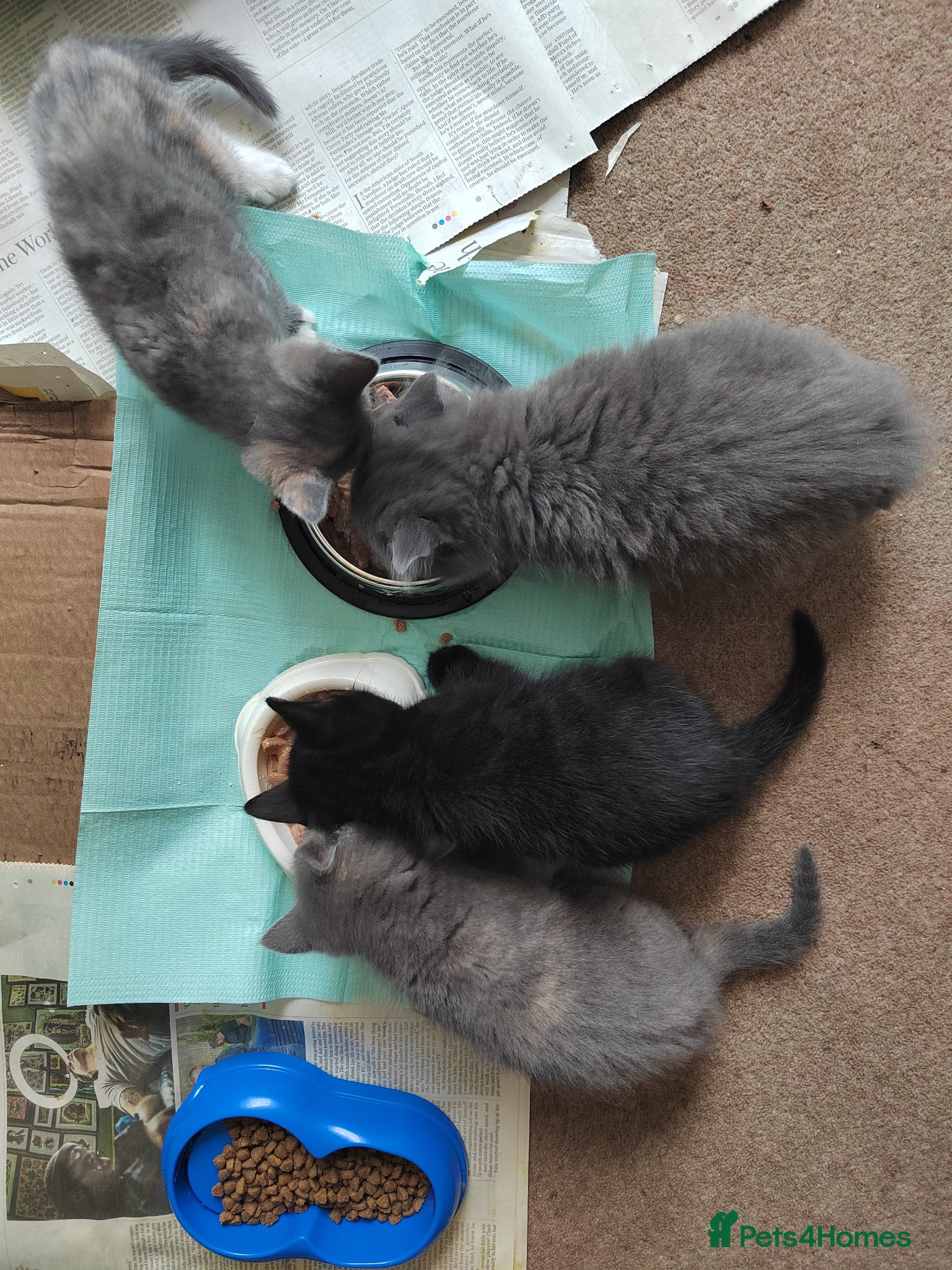 Mixed Breed cats for sale: Beautiful grey, tortoiseshell, black kittens in Wakefield - Advert 11