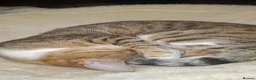 Mixed Breed cats for stud: Bengal cat - Advert 2