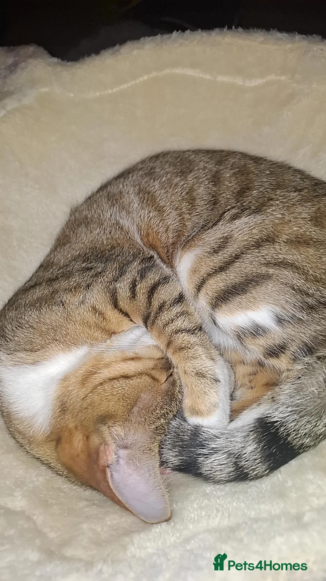 Mixed Breed cats for stud: Bengal cat - Advert 2