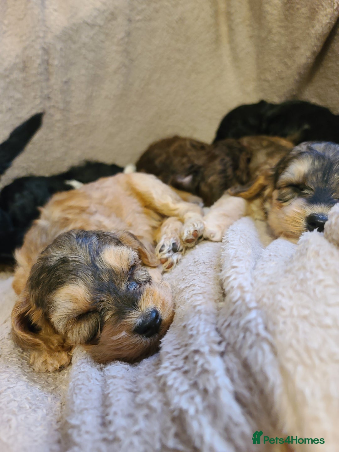 Cockapoo dogs for sale: Super Socialised F1 Cockapoo Puppies. DNA TESTED.  - Image 4