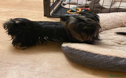 Yorkshire Terrier dogs for sale: 🥰🥰Yorkshire Terrier black tan🐶🐶 - Image 9