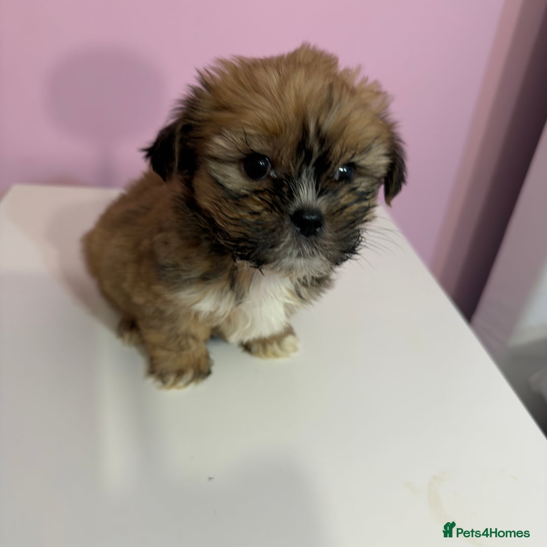 Mixed Breed dogs for sale: 3 Male puppies  - Advert 4