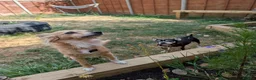 Chihuahua dogs for adoption: Sookie and Piper - Bonded Pair for Adoption 🩷  - Advert 6