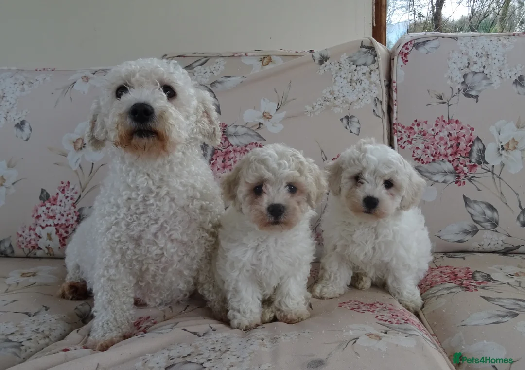 Bichon Frise dogs for sale: Beautiful Bichon Frise Puppies - Advert 4