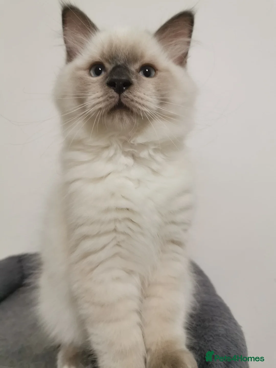 Ragdoll cats for sale: 10 month old Ragdoll in Shoreham-by-Sea - Advert 8