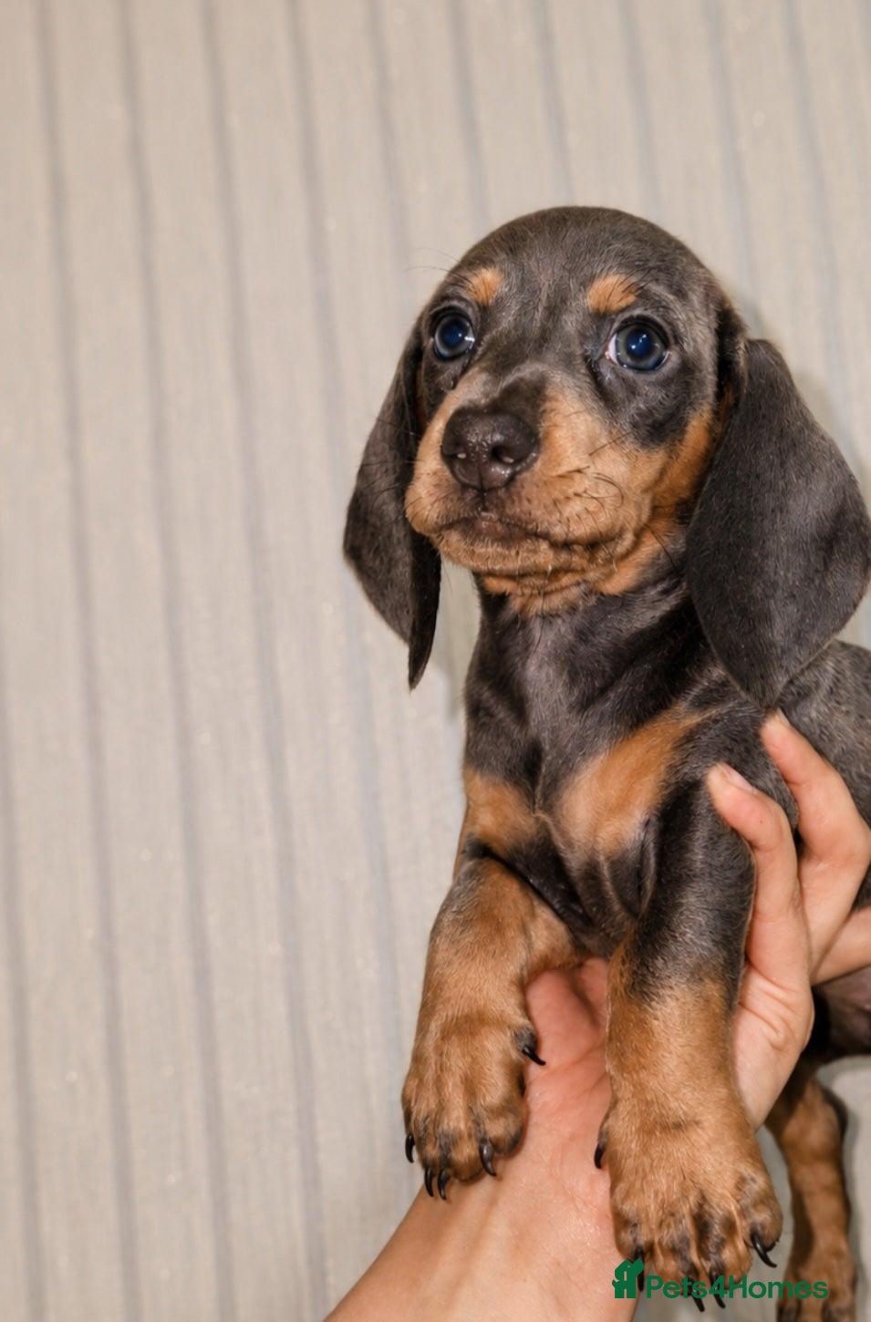 Miniature Dachshund dogs 🩷MINIATURE DASCHUNDS PUPYS🩷 - Advert 3