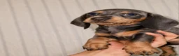 Miniature Dachshund dogs for sale: 🩷MINIATURE Dachshund babies🩷 - Advert 2