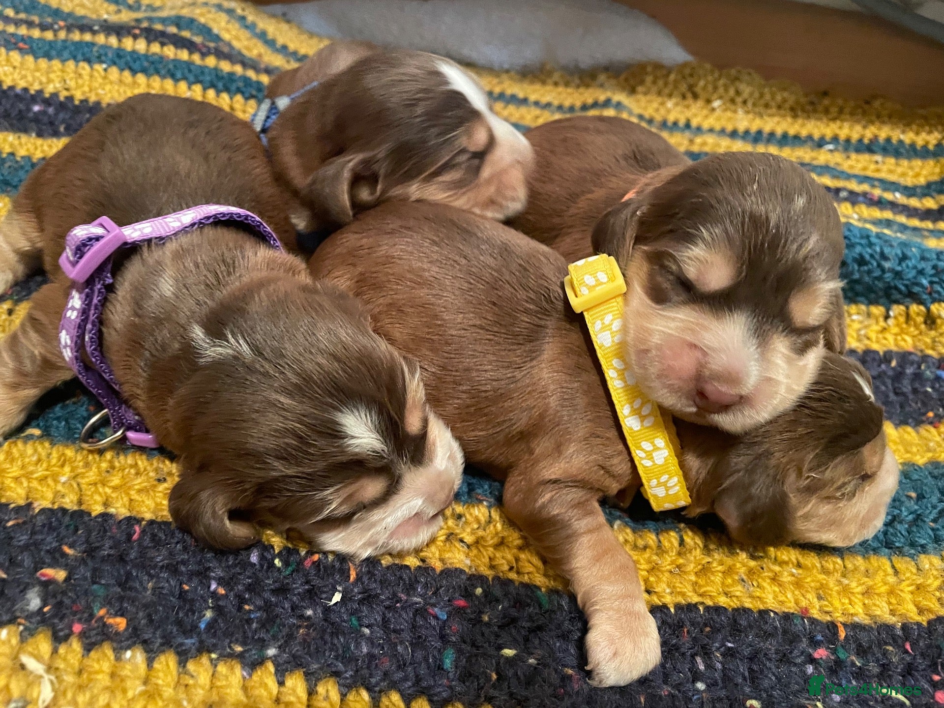 Cocker Spaniel dogs ⚡️Beautiful KC Show-Type Cocker Spaniel Puppies⚡️ - Advert 4