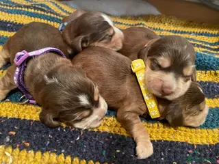 Cocker Spaniel dogs ⚡️Beautiful KC Show-Type Cocker Spaniel Puppies⚡️ - Advert 4