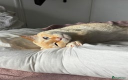 Siamese cats for sale: Ariel - Rescue Siamese - Image 2
