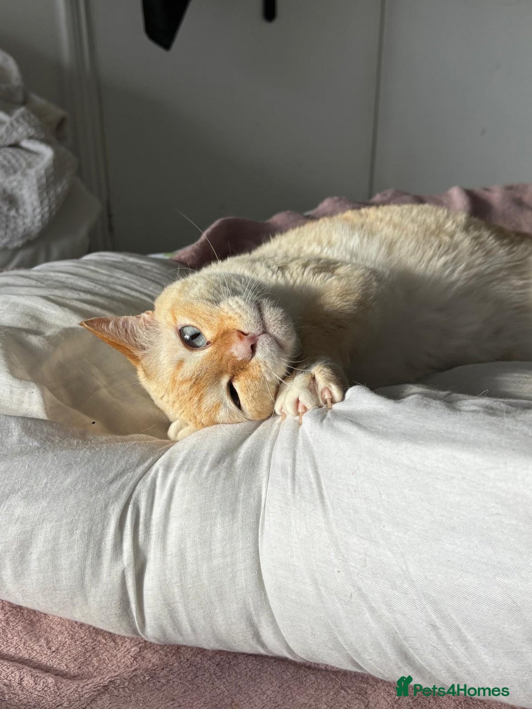 Siamese cats for sale: Ariel - Rescue Siamese - Image 2