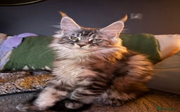 Maine Coon cats for sale: Tica registered Maine Coons from champion lines  - Image 1