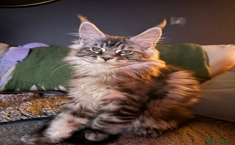 Maine Coon cats - Advert 7