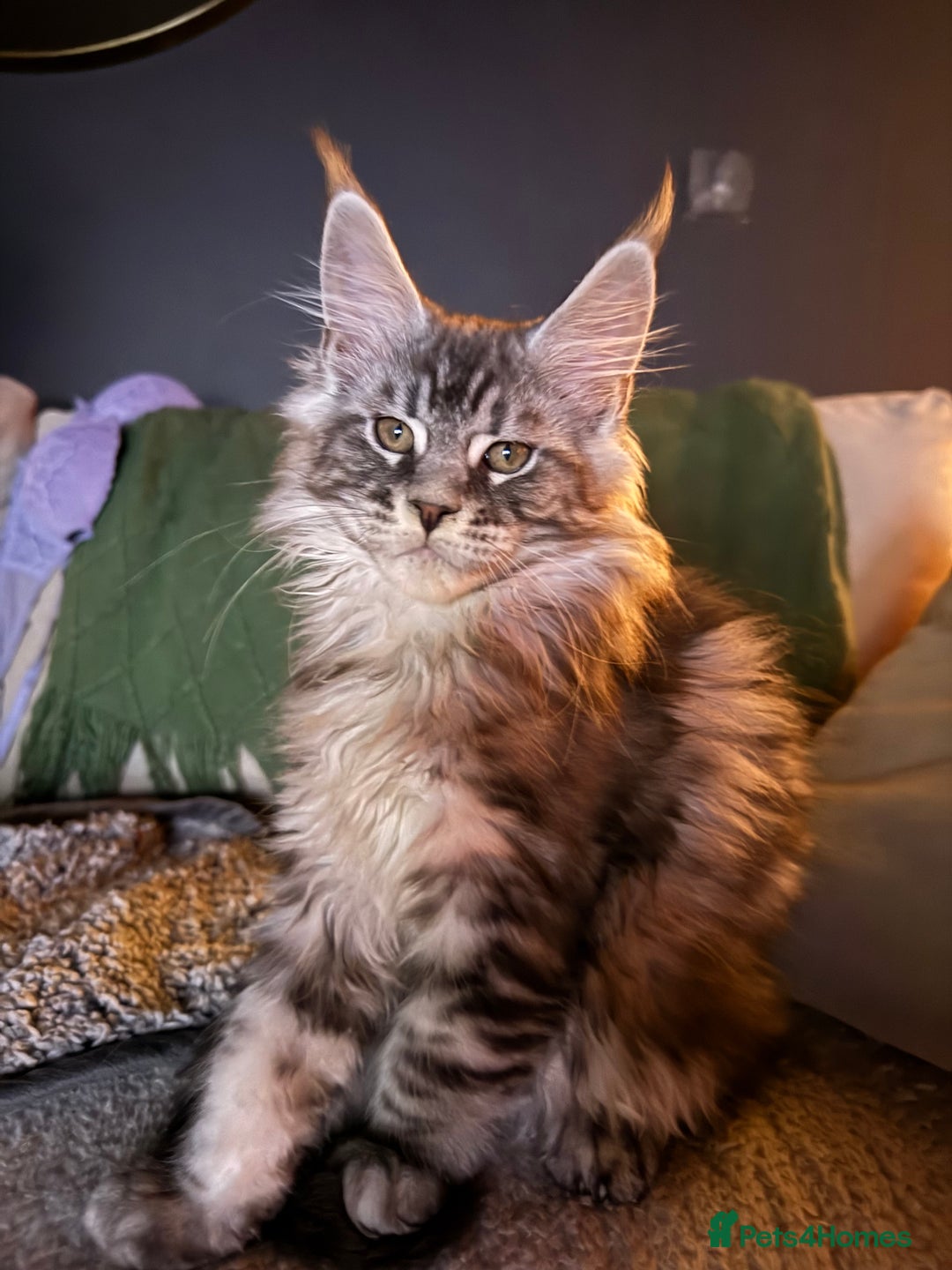 Maine Coon cats for sale: Tica registered Maine Coons from champion lines  - Image 1