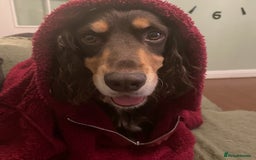Cocker Spaniel dogs for stud: PROVEN KC REGISTERED Cocker Spaniel for Stud in Tadworth - Image 5