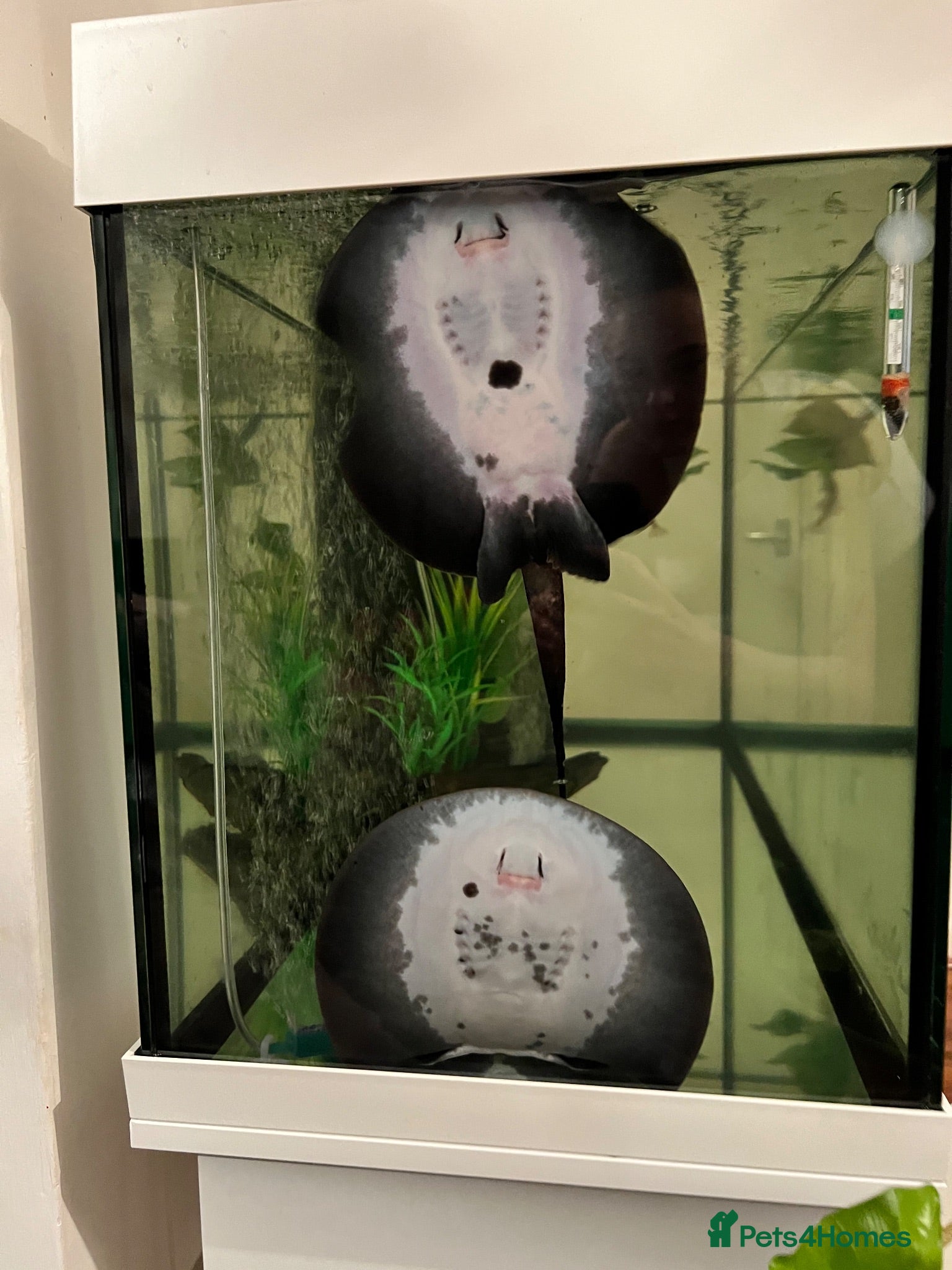 Sharks fish Motoro Stingray pup - Advert 16
