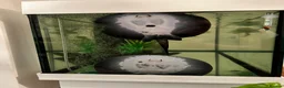 Sharks fish for sale: Motoro Stingray pup - Advert 1