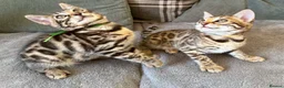 Bengal cats for sale: ✨ Beautiful Bengal Kittens✨ - Advert 10