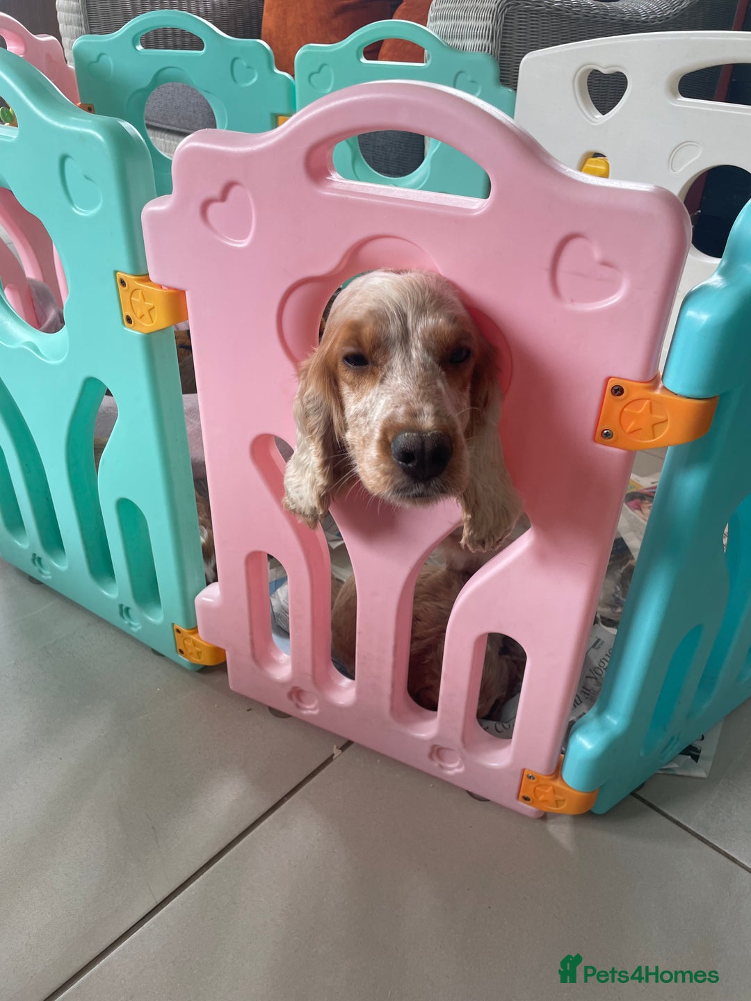 Cockapoo dogs for sale: F1 SHOW TYPE COCKAPOO EXTENSIVELY HEALTH TESTED  - Image 4