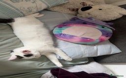 Ragdoll cats for sale: Pregnant half ragdoll cat - Image 2