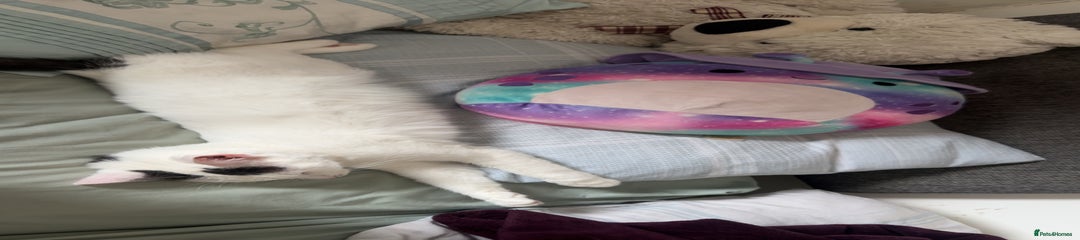 Ragdoll Kitten 1