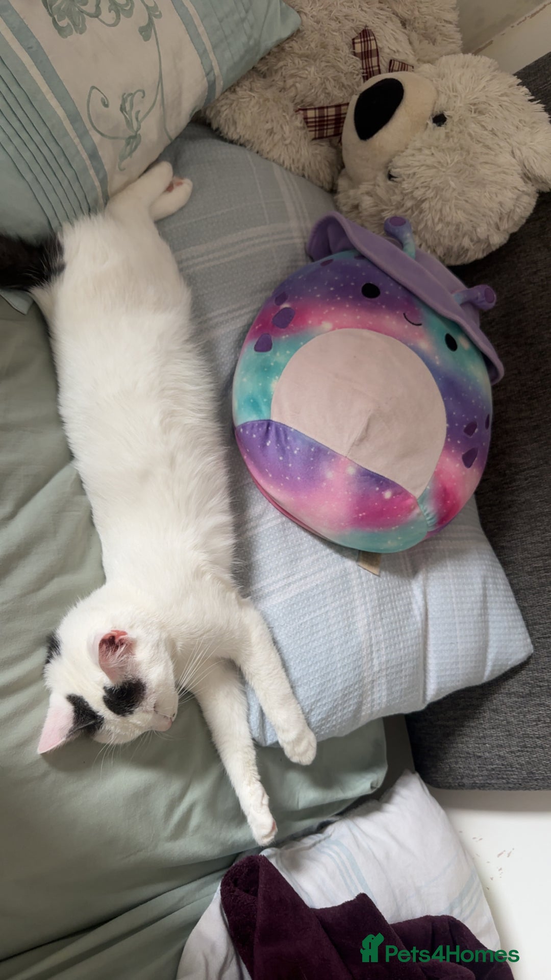 Ragdoll cats for sale: Pregnant half ragdoll cat - Image 2