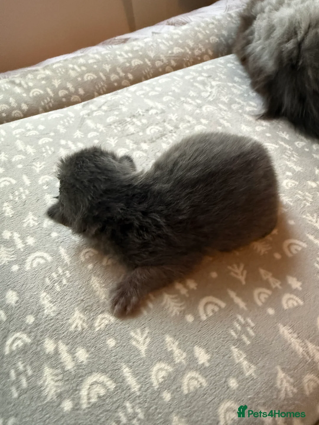 Mixed Breed cats for sale: Maine coon cross Scottish fold/pointed in Nottingham - Advert 2