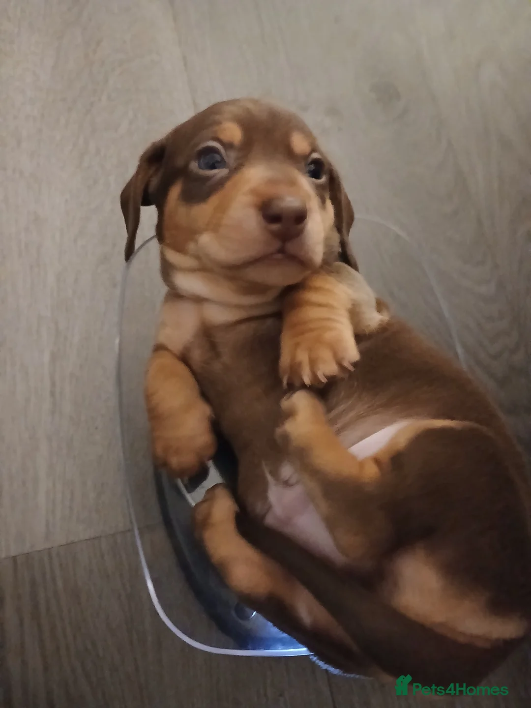 Dachshund dogs for sale: Sausage dogs for sale  in Wishaw - Advert 2
