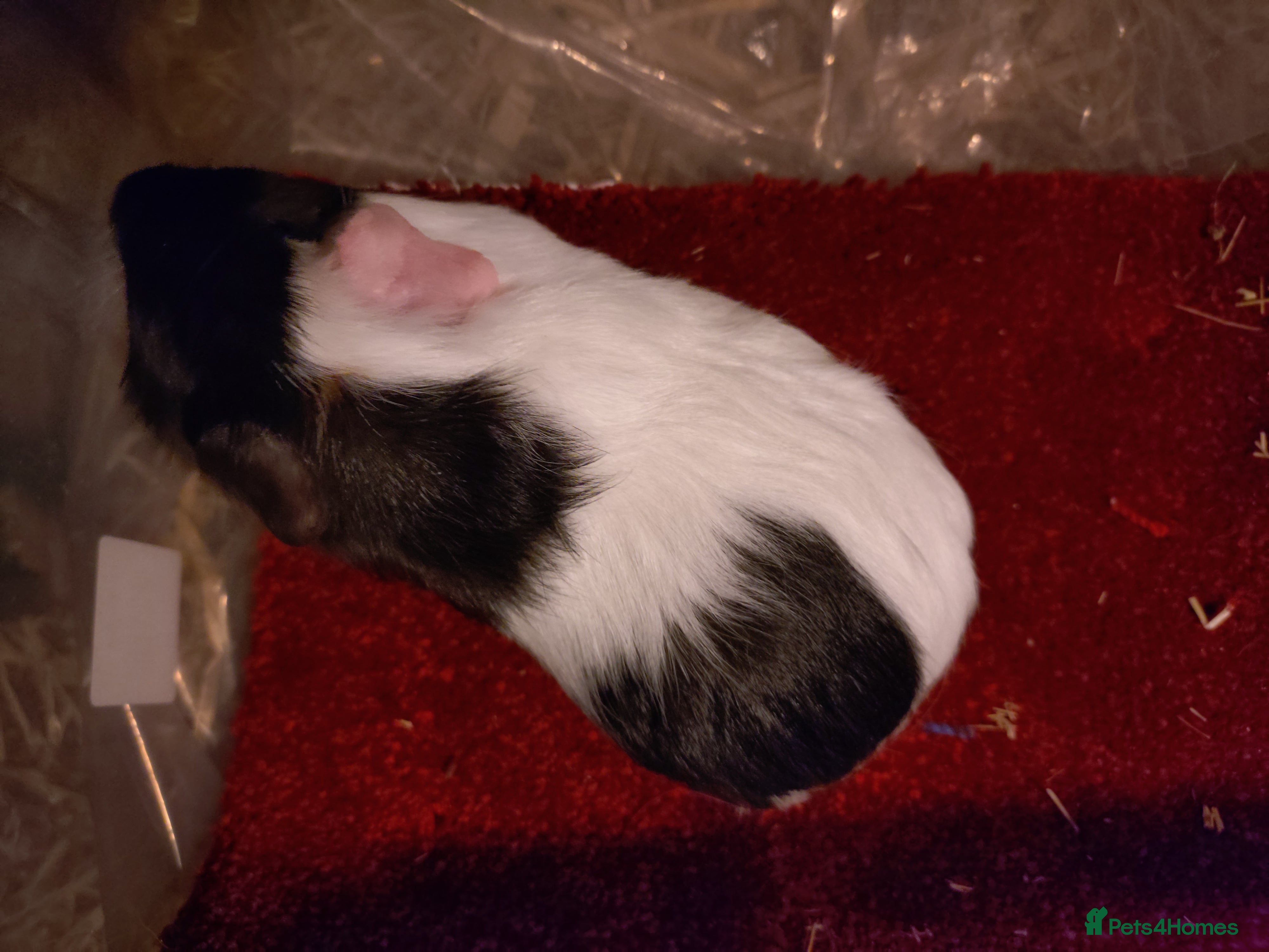 Guinea Pig rodents Baby guinea pig females and males - Advert 2
