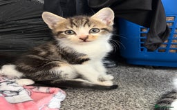 Mixed Breed cats for sale: Kittens ready for forever sofa’s. - Image 1