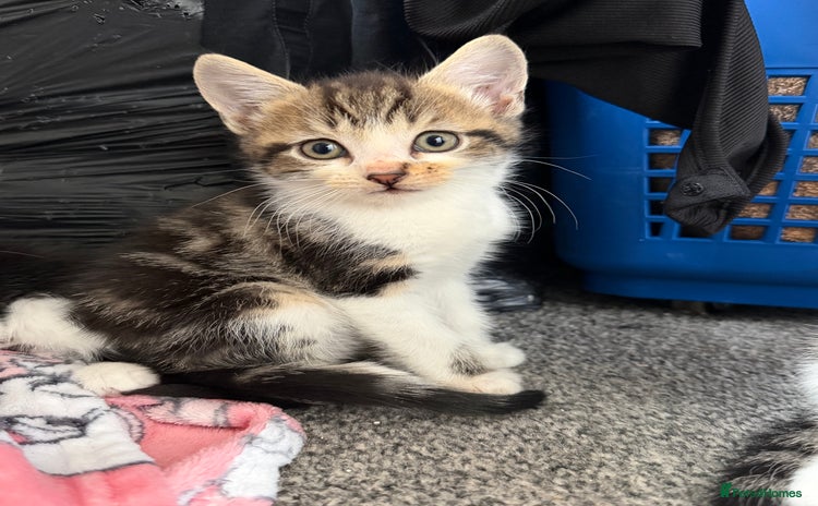 Mixed Breed cats - Advert 15