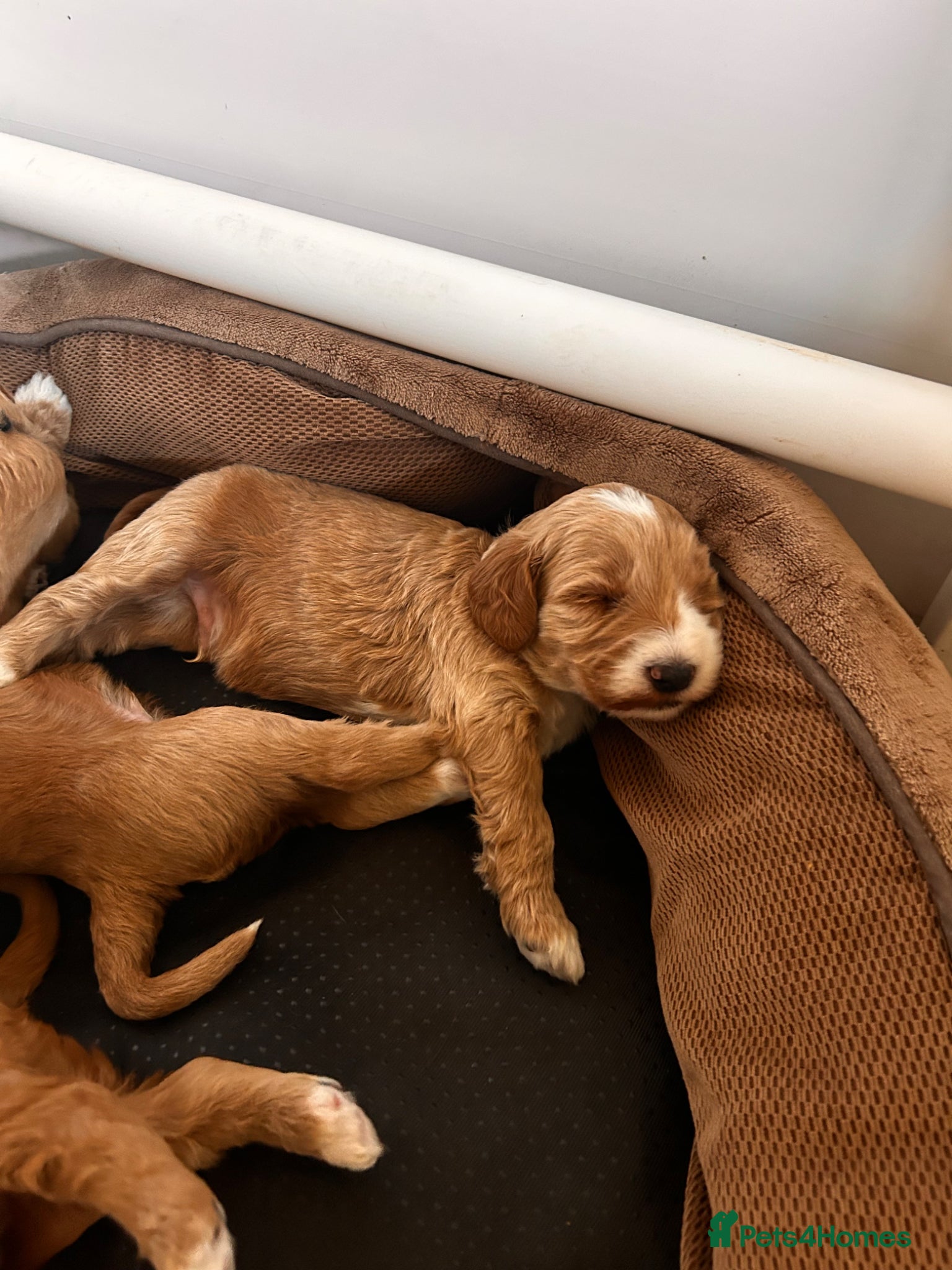 Australian Labradoodle dogs for sale: Australian labradoodle puppies  - Advert 11