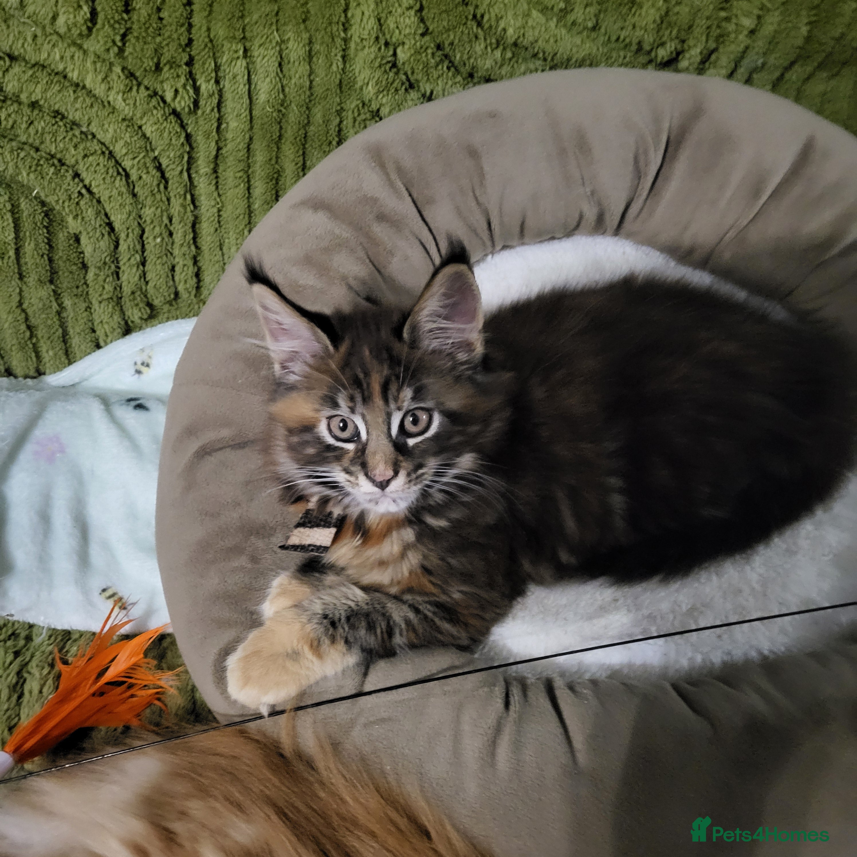 Maine Coon cats Pedigree Maine Coon kittens ready now - Advert 1