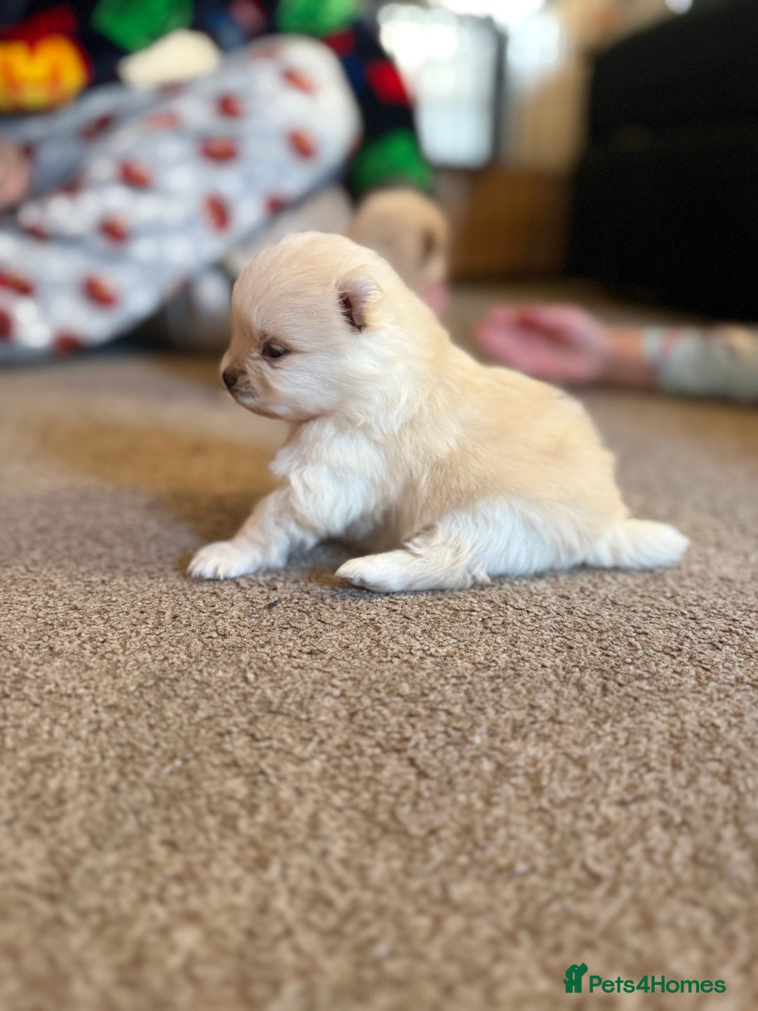 Pomeranian dogs for sale: 3 beautiful  **  teddy face Pomeranian puppies  - Advert 7