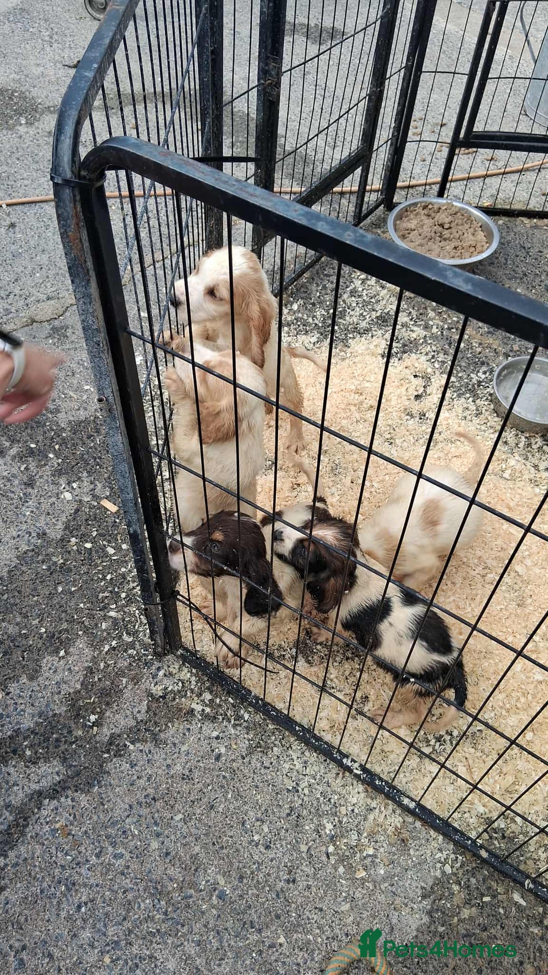 Cocker Spaniel dogs for sale: Cocker spaniel Boys - Image 14
