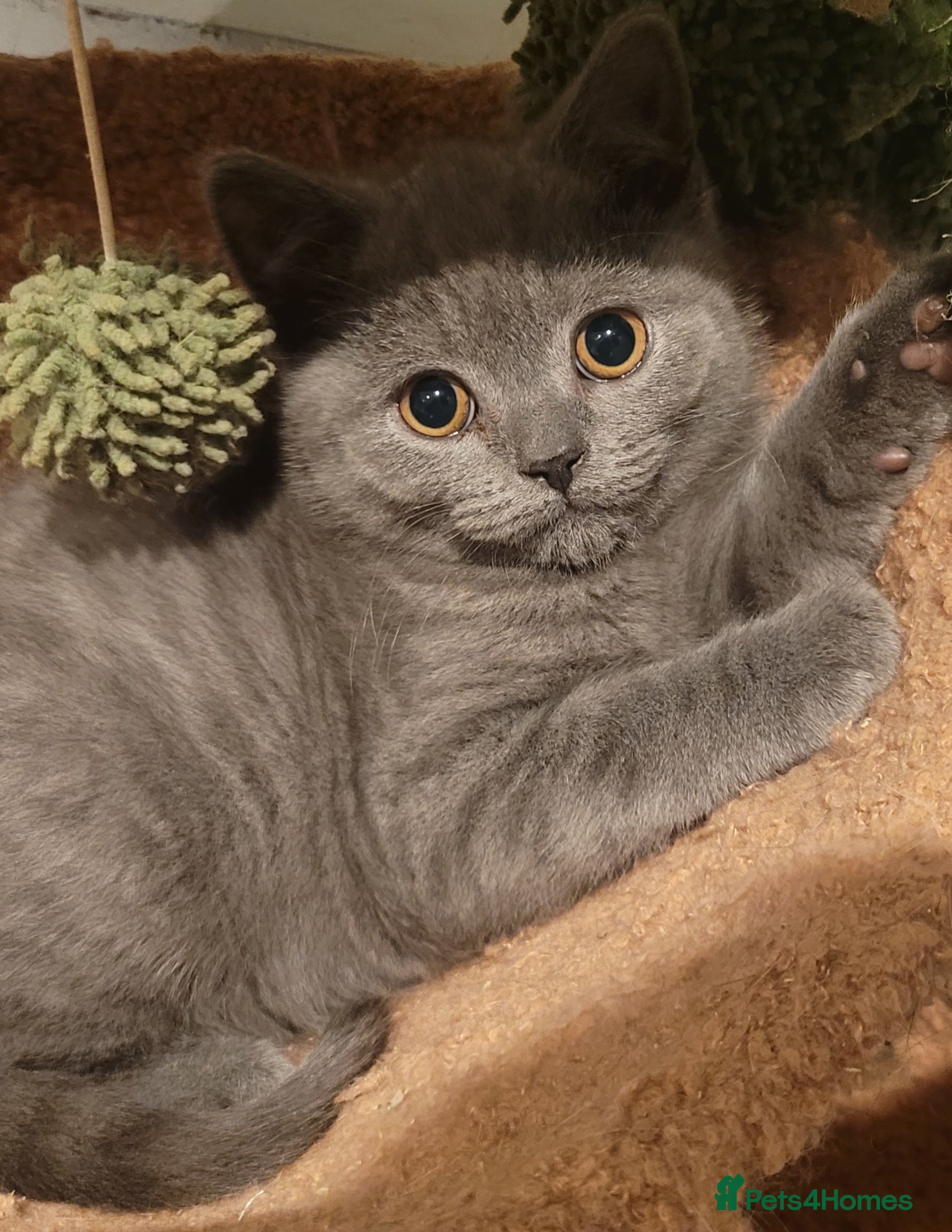 British Shorthair cats British blue shorthair male LAST ONE LEFT - Advert 4