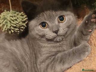 British Shorthair cats British blue pedigree shorthairs 4 males - Advert 3