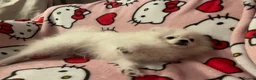 Pomeranian dogs for sale: Beautiful Triple Coat Male Pomeranian Puppy - Advert 2