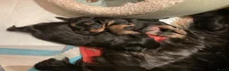 Yorkshire Terrier dogs for sale: Yorkshire terrier puppy in Edinburgh - Advert 15