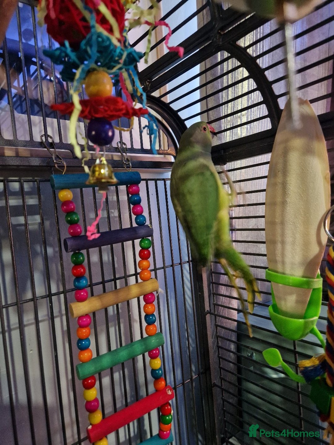Ringnecks birds for sale: Male indian ringneck  - Image 7