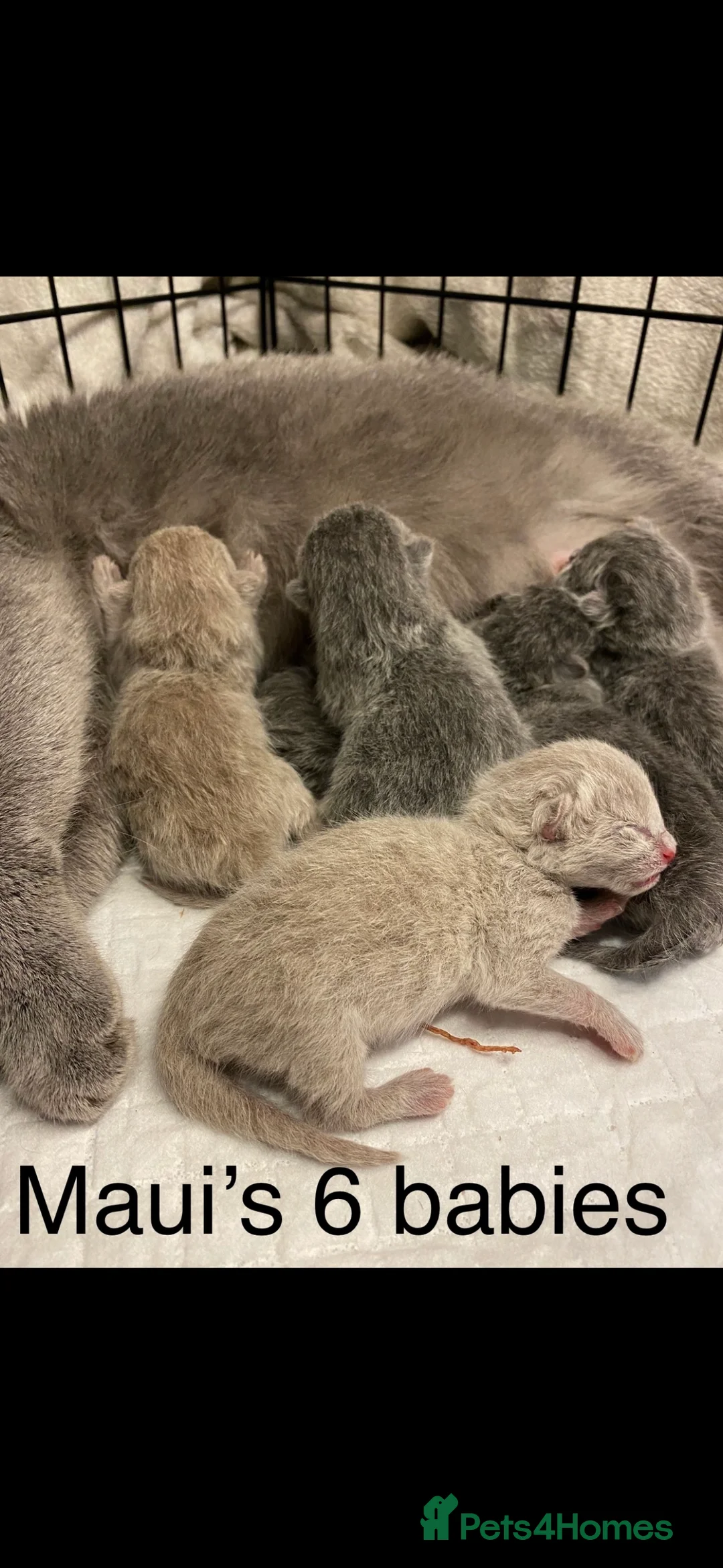 British Shorthair cats for stud: Stunning 5th Generation pedigree BSH in London - Advert 12