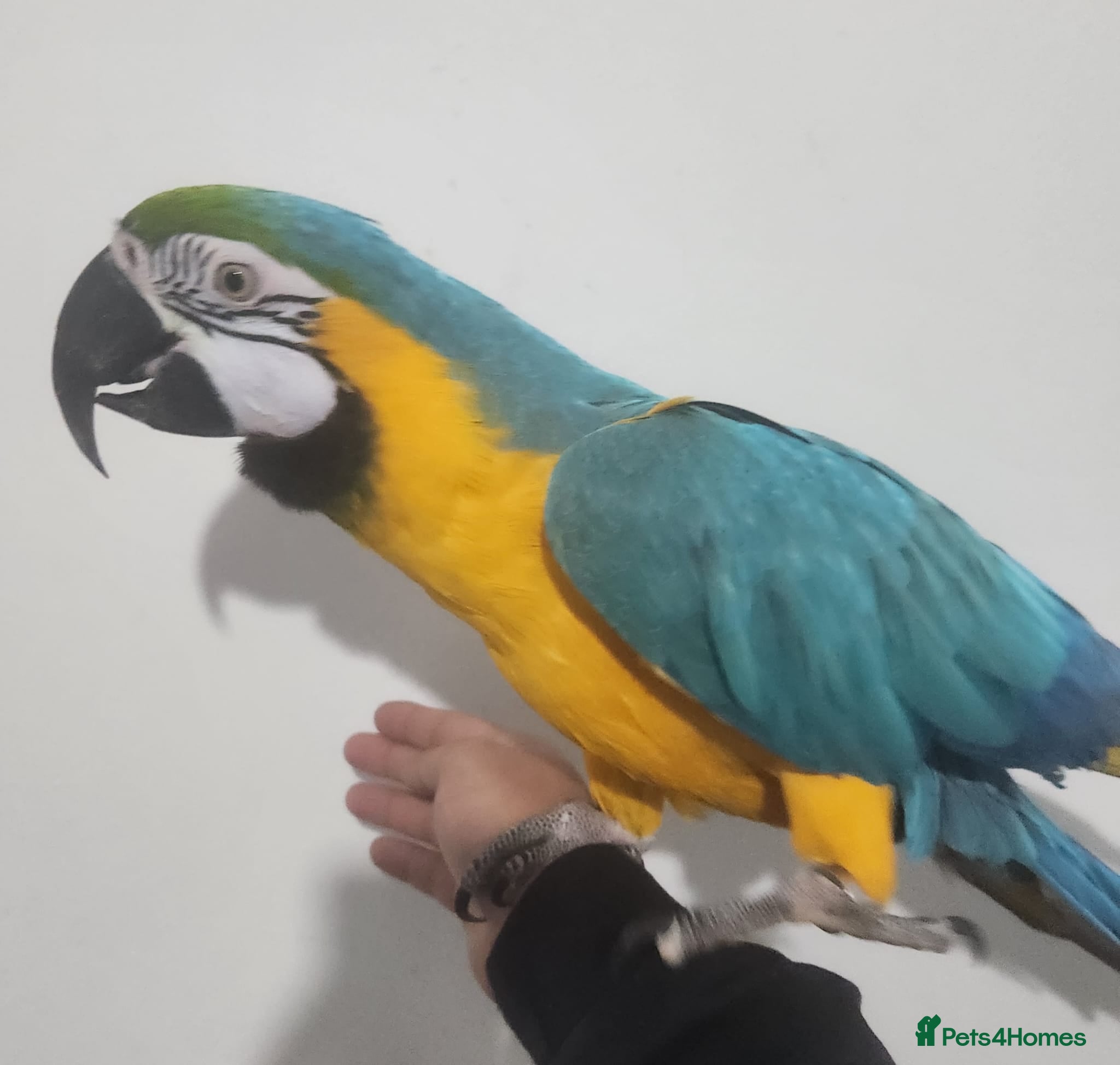 Budgerigars birds Super tame blue gold macaw  - Advert 2